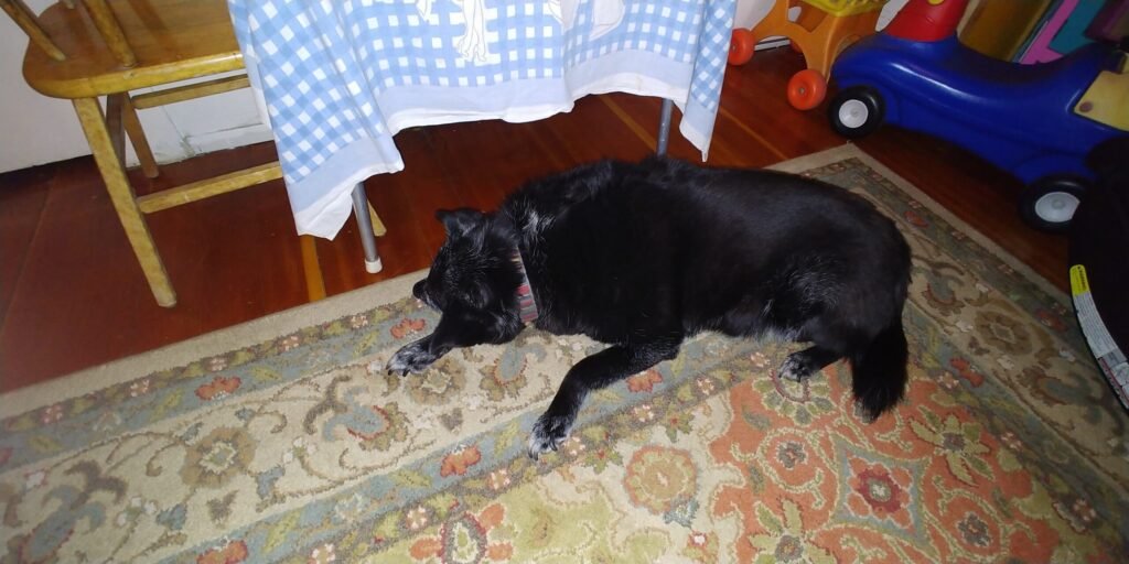 Apple the dog
